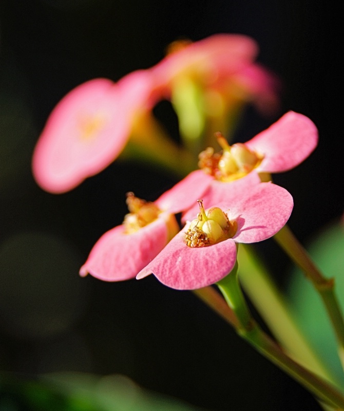 Crown of Thorns 2011 5