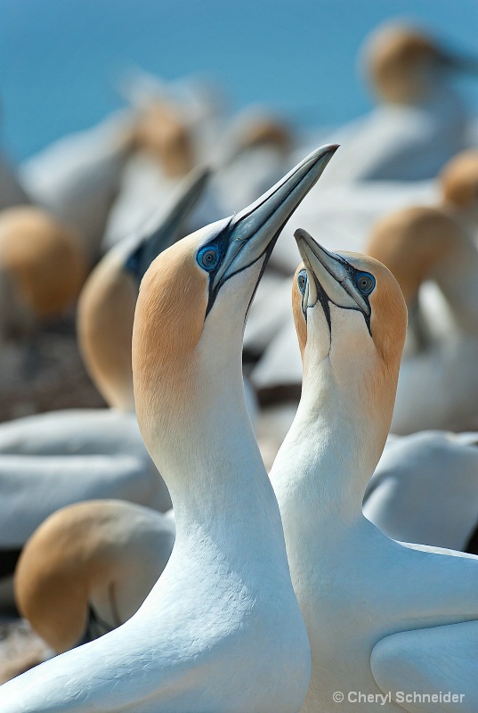 Courting Gannets