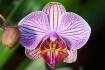 Orchid 2011 18