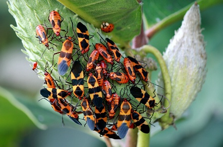 Oncopeltus Fasciatus 