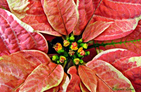 Pink Poinsettia