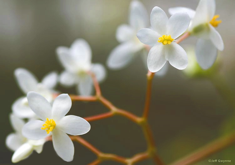 White Begonia - ID: 12629002 © Jeff Gwynne