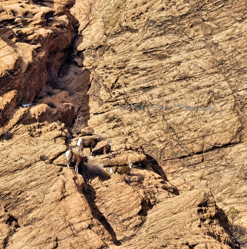 Colorado Climbers