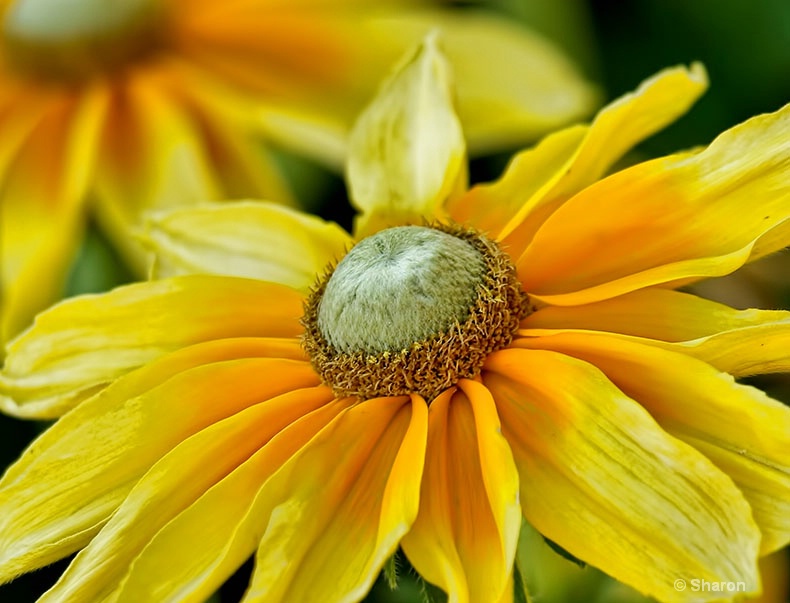 Rudbeckia