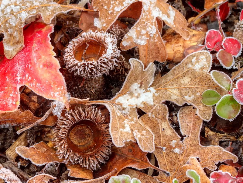 Frosty Acorns