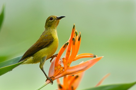 Female sunbird