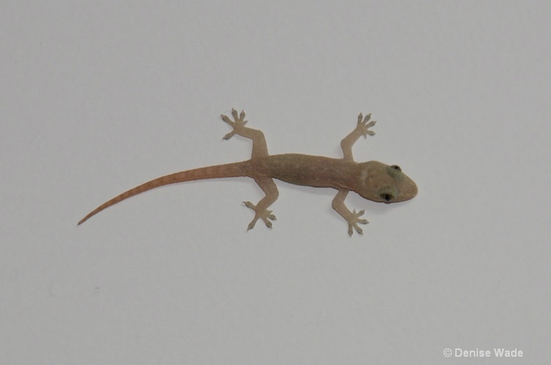 Flash 03 - Gecko