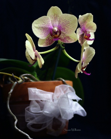 Orchid's Gift