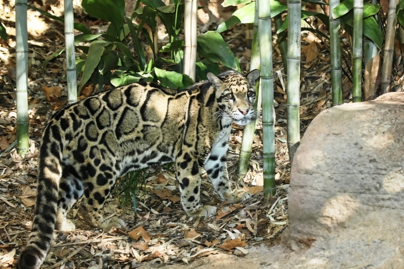 Clouded Leopard - The Art of Camoflage