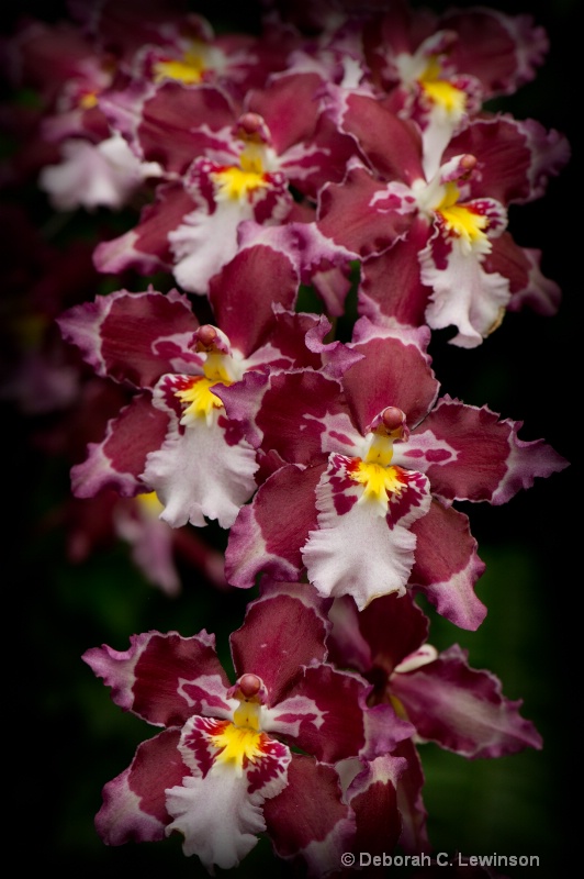 Orchid Display - ID: 12631356 © Deborah C. Lewinson
