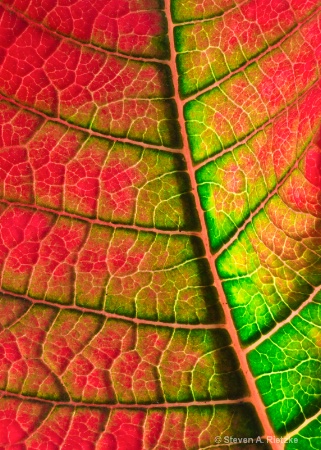 Pattern: Macro of Poinsettia Leaf