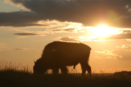 Evening Graze