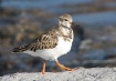 Ruddy Turnstone