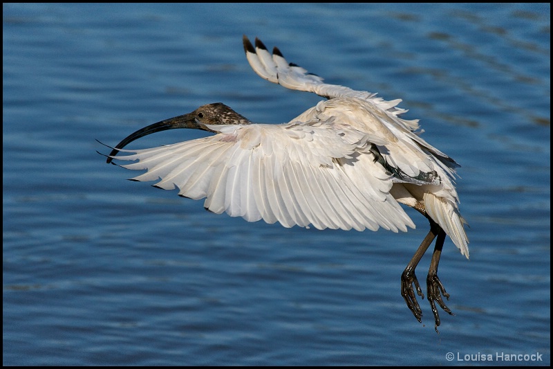 Ibis Landing