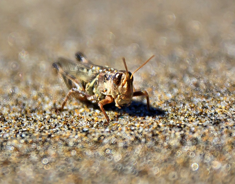 A Grasshopper's day at the beach