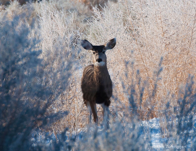 Deer  - ID: 12634451 © Rick Zurbriggen