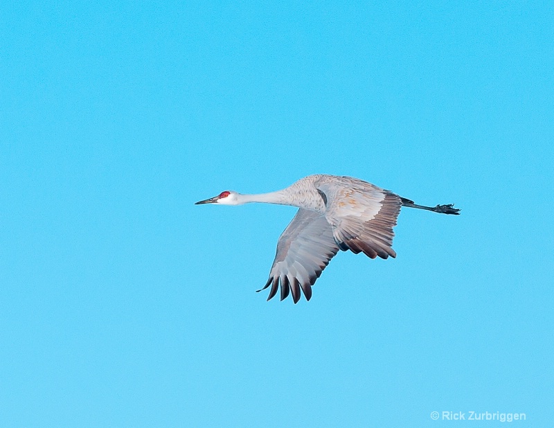 sand hill crane flying in sky   - ID: 12634457 © Rick Zurbriggen