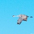 © Rick Zurbriggen PhotoID # 12634457: sand hill crane flying in sky  
