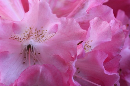 Pink rhododendrons’ detail