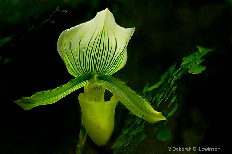 Lady Slipper Orchid - ID: 12634909 © Deborah C. Lewinson