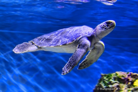 Turtle - Monterey Bay Aquarium