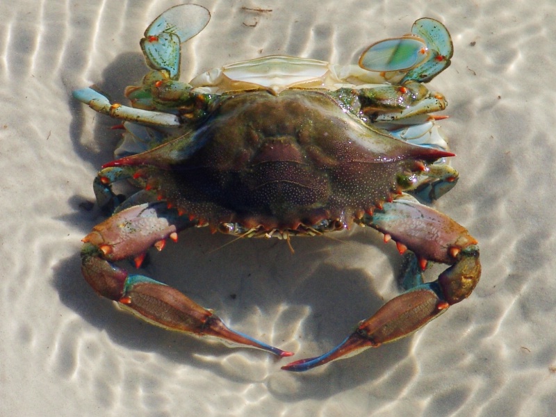 Tidal Pool Crab(s)