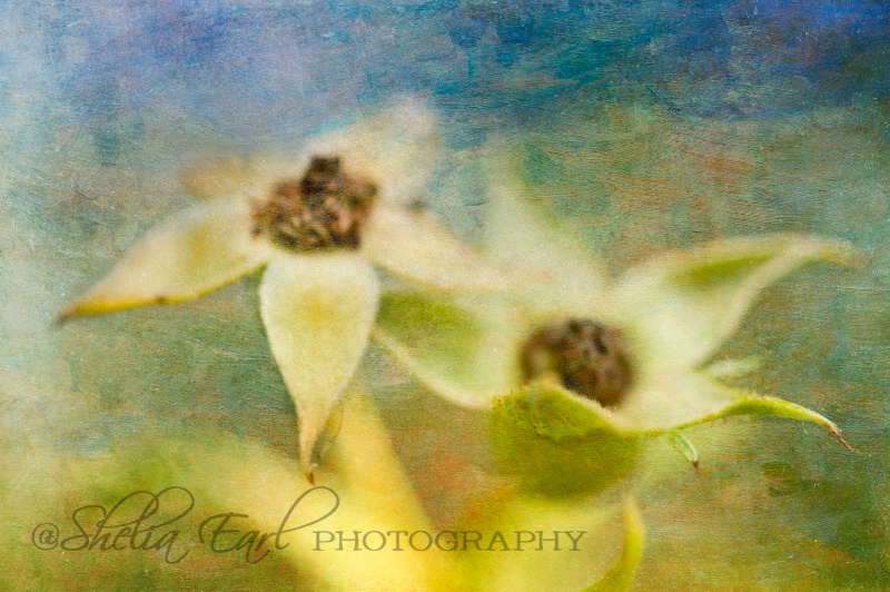 Weeds in the Mist - ID: 12636107 © Shelia Earl