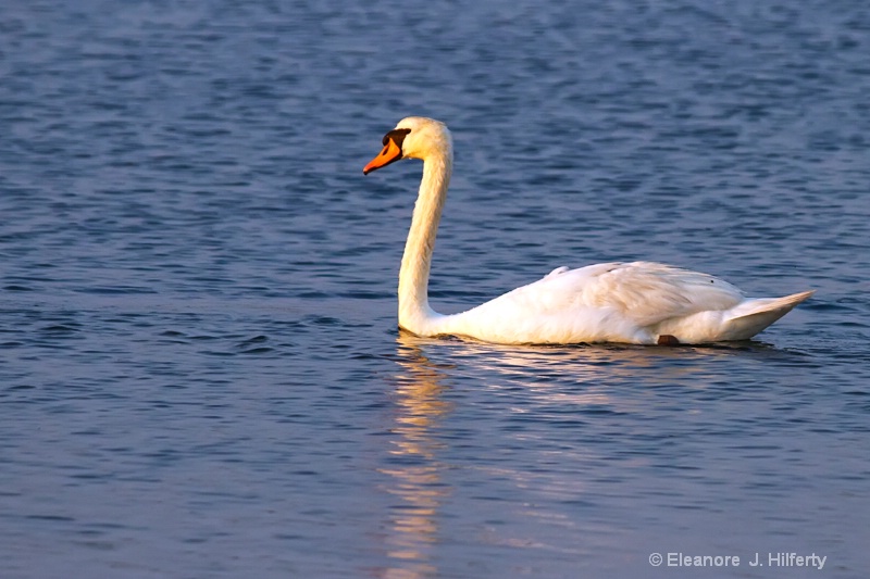 Beautiful Mute Swan  - ID: 12636484 © Eleanore J. Hilferty