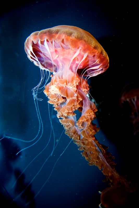 Jellyfish-Chrysoara, west coast sea nettle