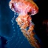 © William Dow PhotoID # 12636907: Jellyfish-Chrysoara, west coast sea nettle