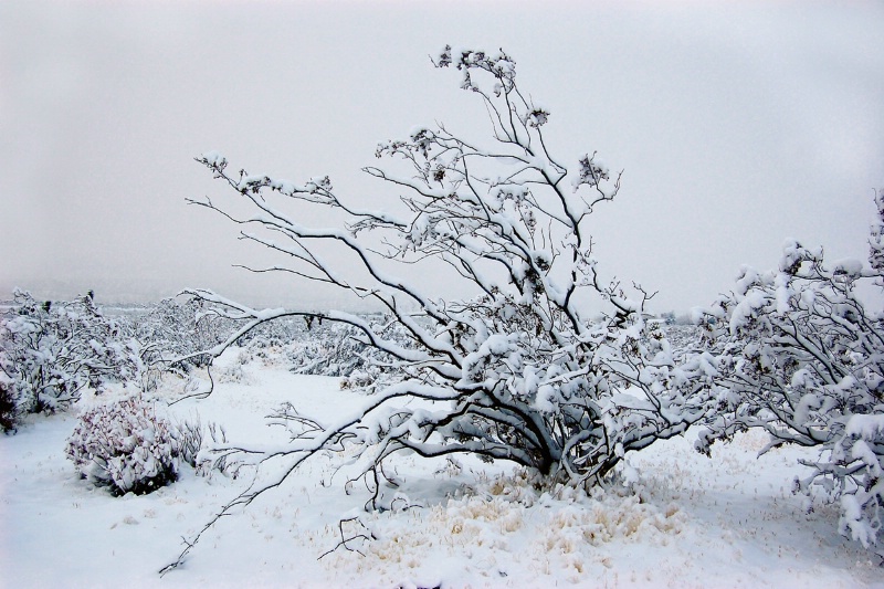 Mojave Desert Snowscape