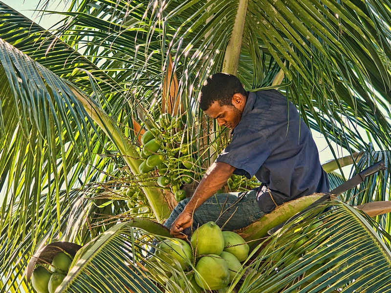 Harvesting Green Coconuts