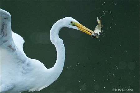 Egret and Fish