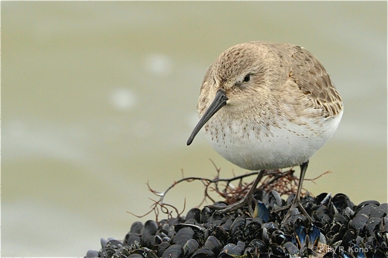 Dunlin Sandpiper with Seaweed
