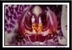 Orchid Center