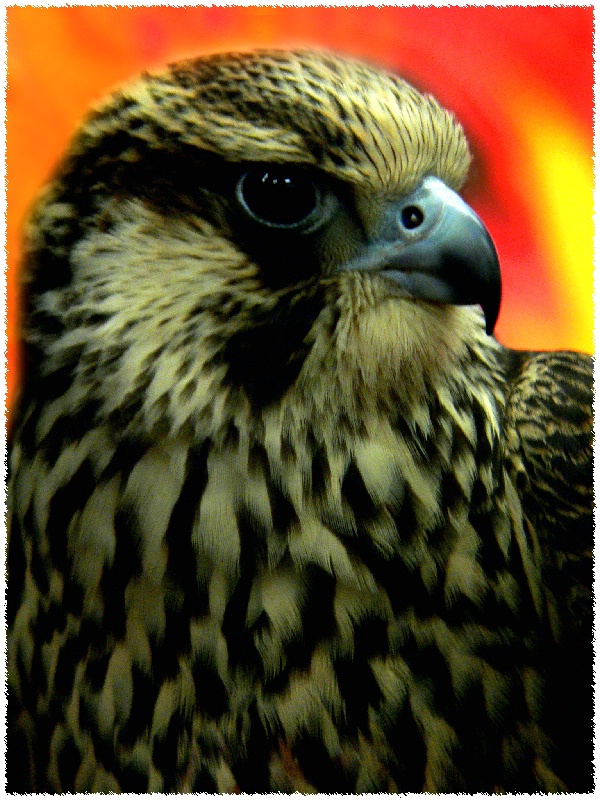 The Falcon -- Take 2