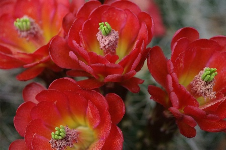 Cactus Flowers