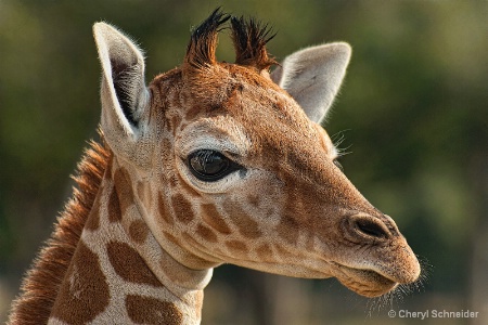 Baby Giraffe 001