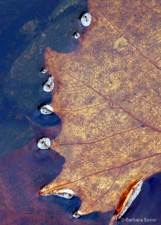 On a Pond