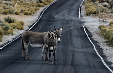 Why did the burro cross the road....