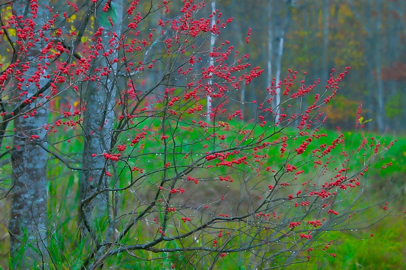 Merry Christmas and Happy Holidays from Maine