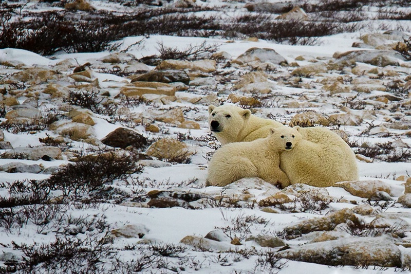 Family Comfort