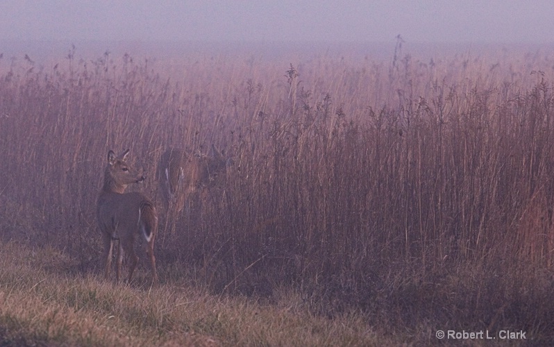 Deer in Early Morning Fog