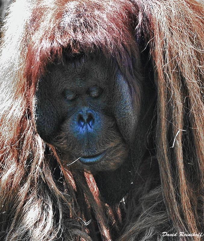 Blue Nosed Orangutan