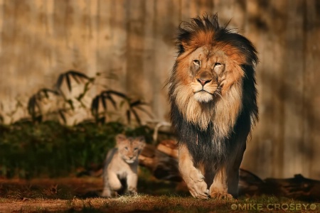 Lion & cub