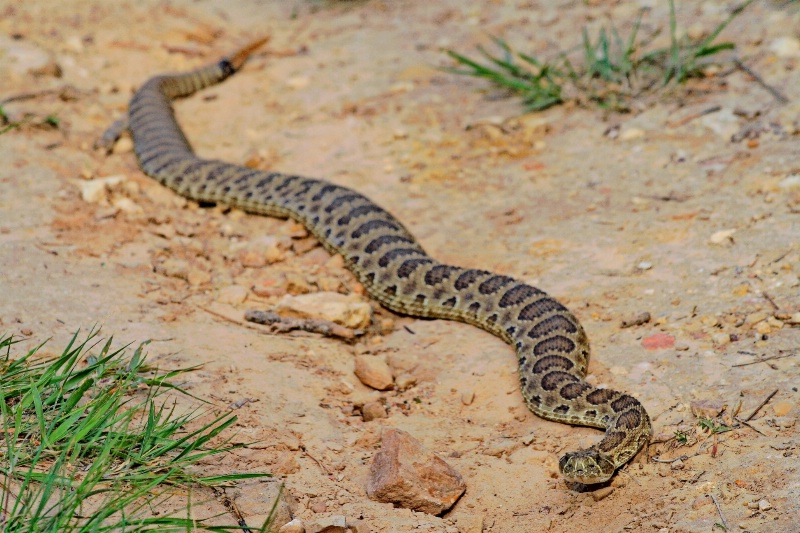 Prairie Rattler.