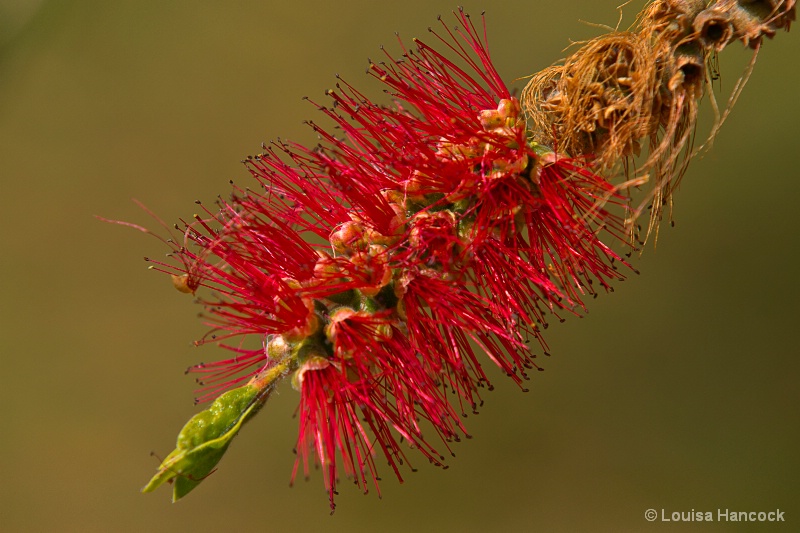 Callistemon