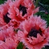 © John M. Hassler PhotoID # 12640873: Pink Poppies