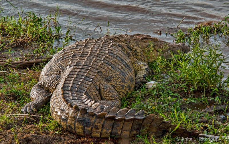 What A Croc