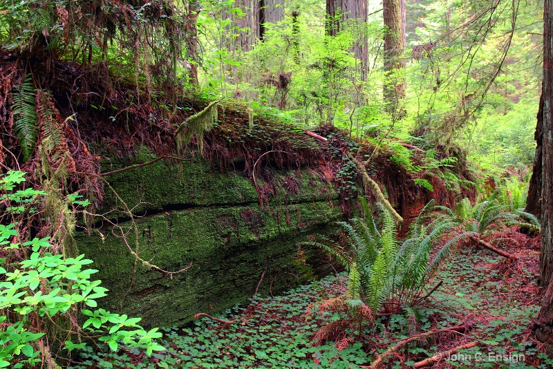 Fallen Giant-Redwood forest,  California